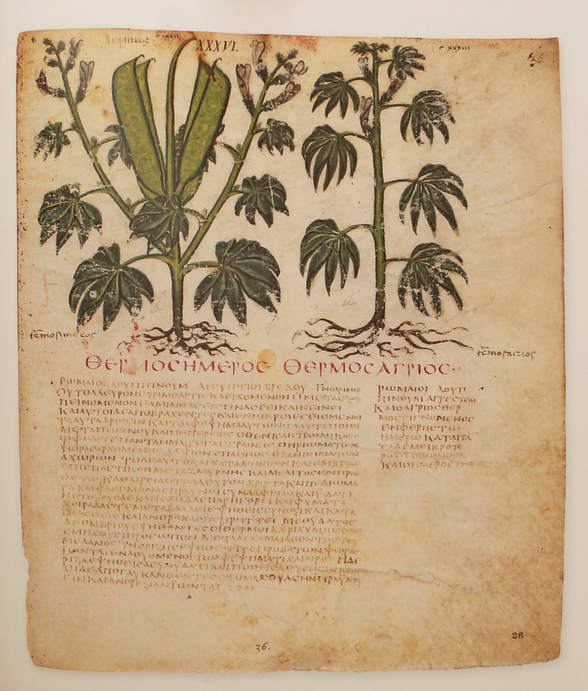 De Materia Medica. Il discoride di Napoli - Editore Aboca