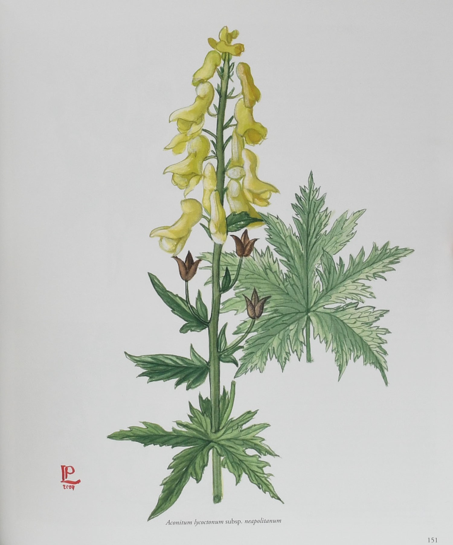 De Materia Medica. Il discoride di Napoli - Editore Aboca