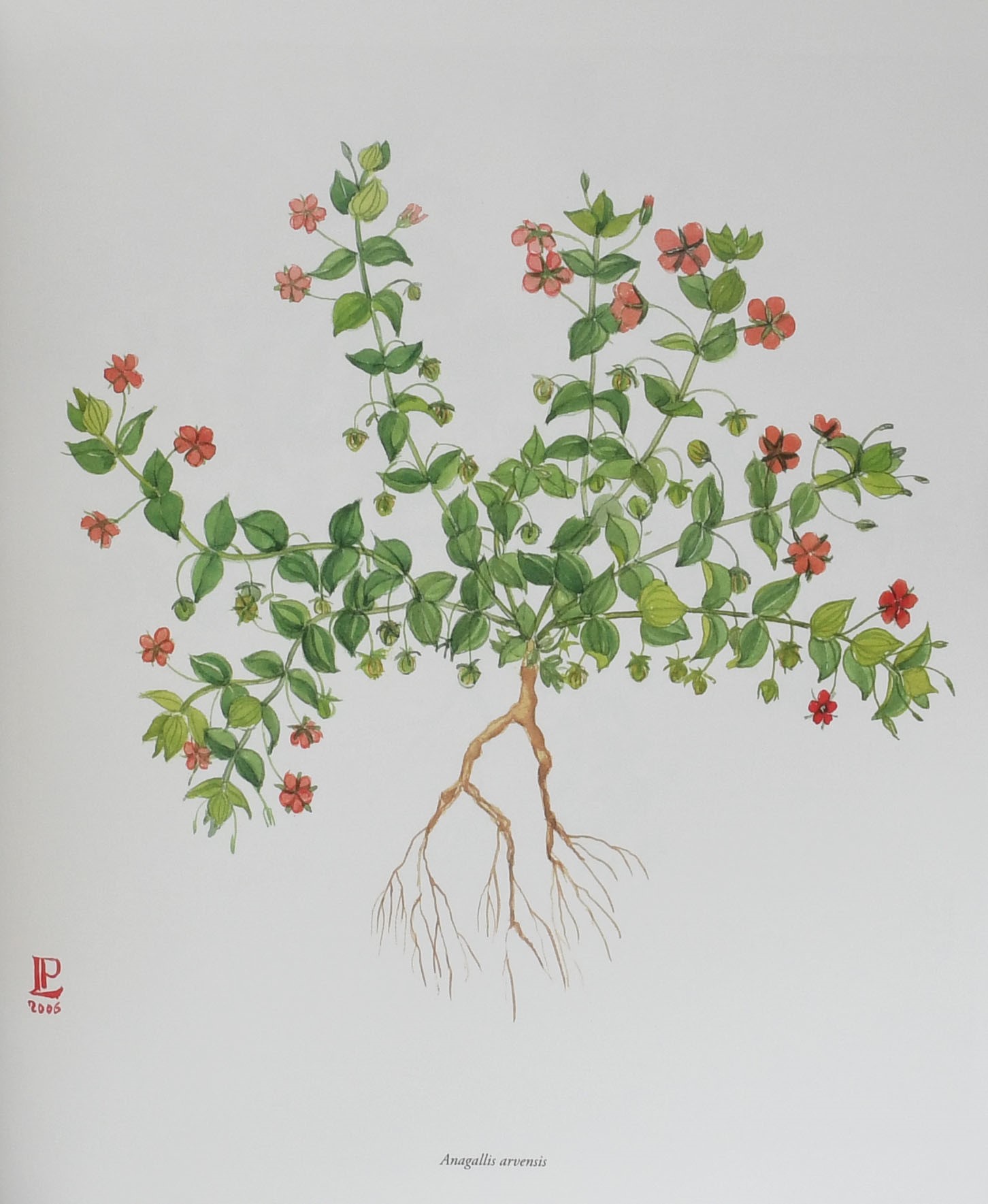 De Materia Medica. Il discoride di Napoli - Editore Aboca