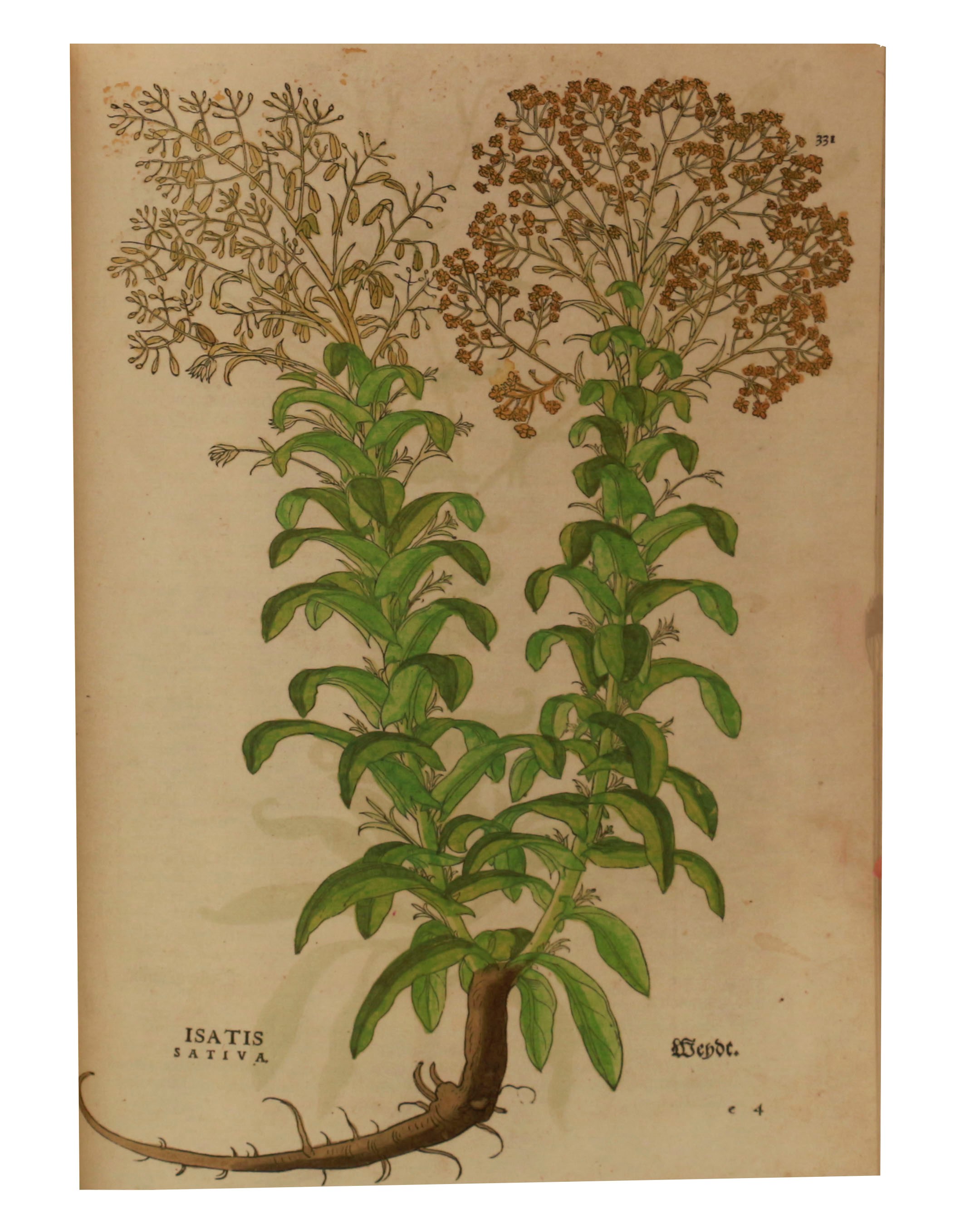 De Historia Stirpium Commentari Insignes - Leonhart Fuchs