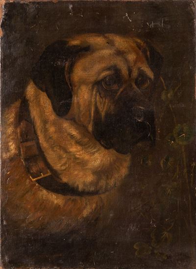 Testa Canina